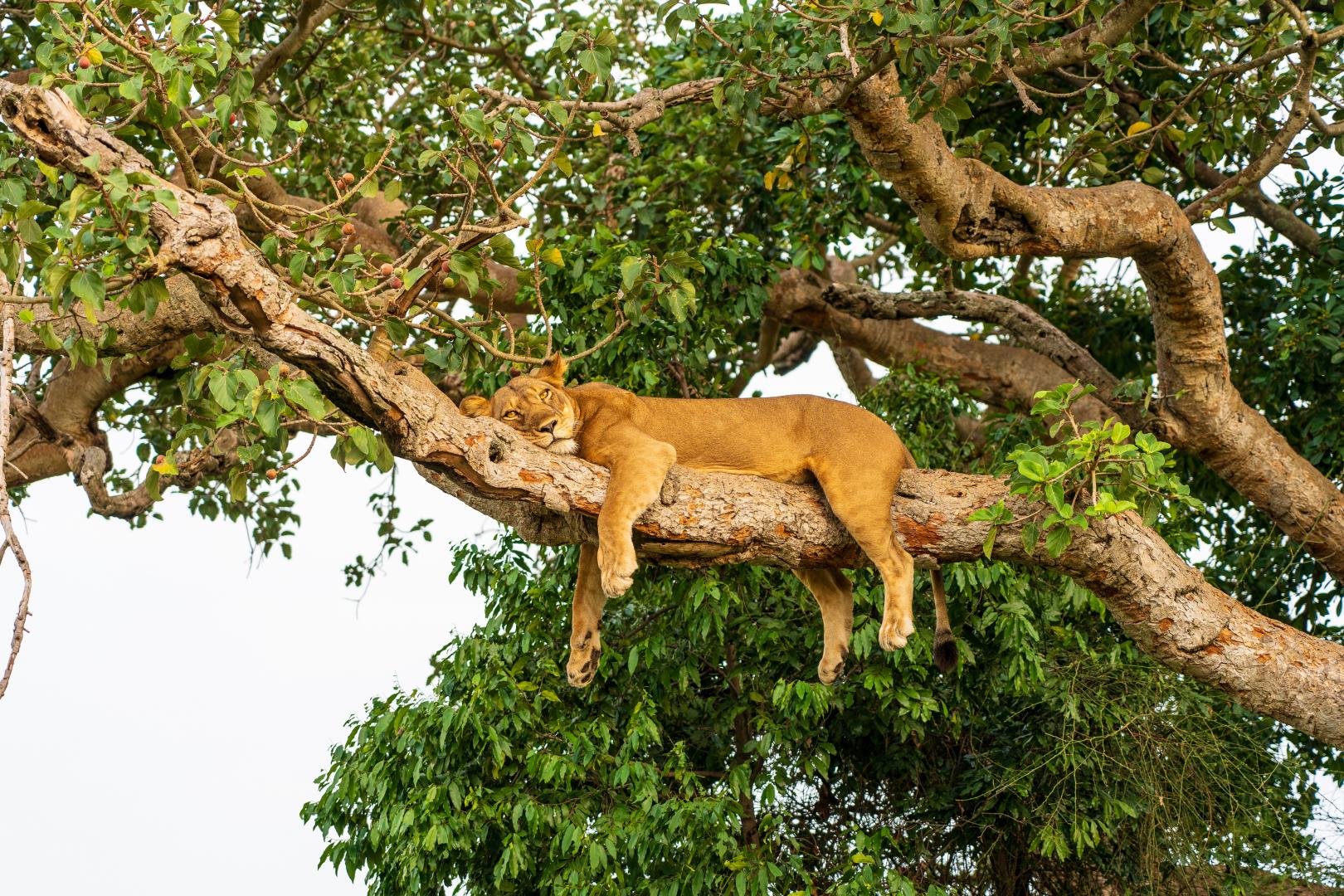 Climbing Lion resting on a tree branch